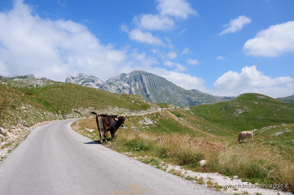 Parco Nazionale del Durmitor370DSC_3141.JPG